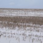 Feld unterm Löbauer -Berg