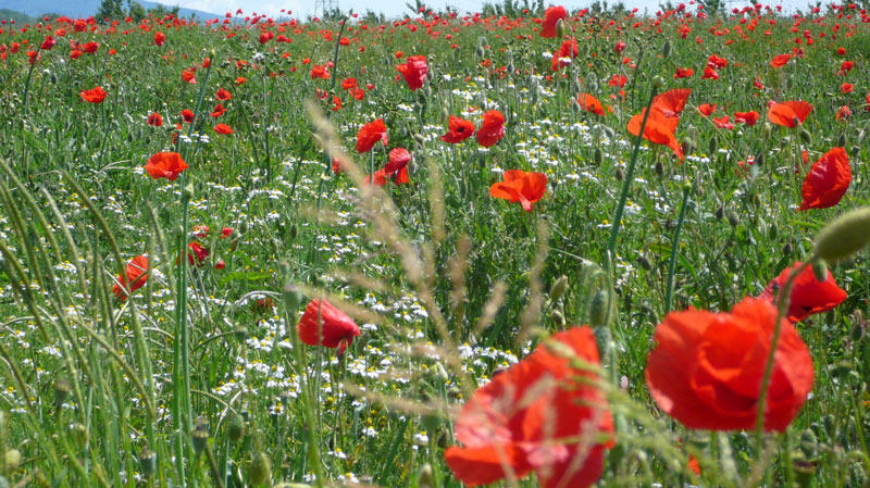 Feld voller Kamille und Mohn