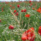 Feld voller Kamille und Mohn