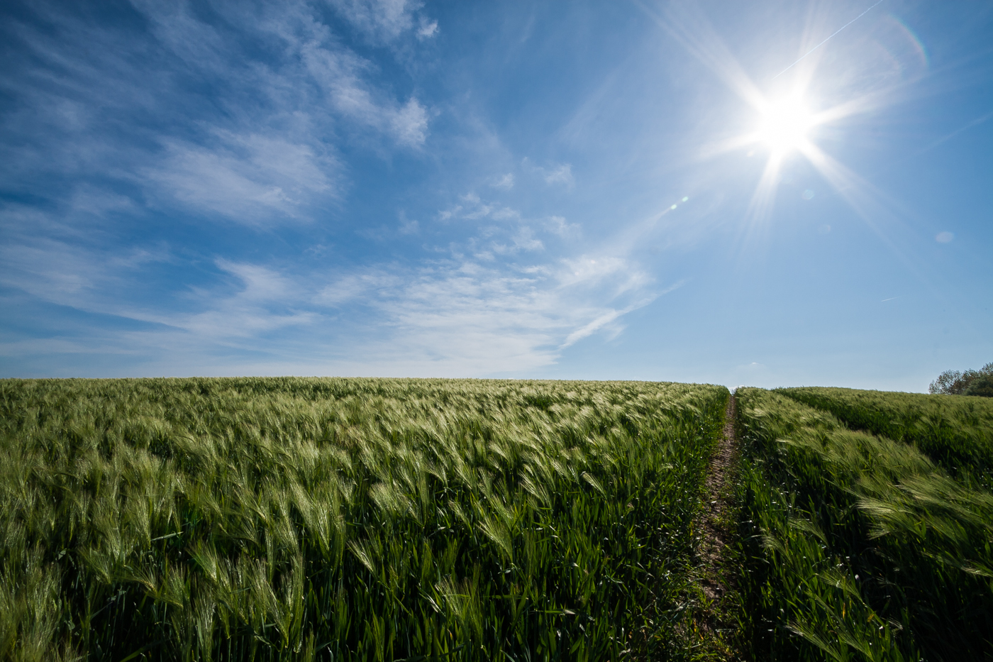 Feld voller Plüsch