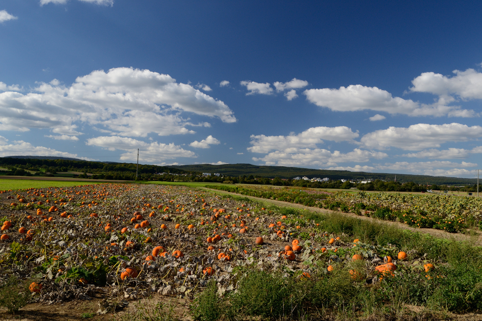 Feld von Kürbissen