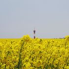 Feld vor Leuchtturm Fehmarn