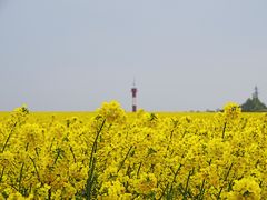 Feld vor Leuchtturm Fehmarn