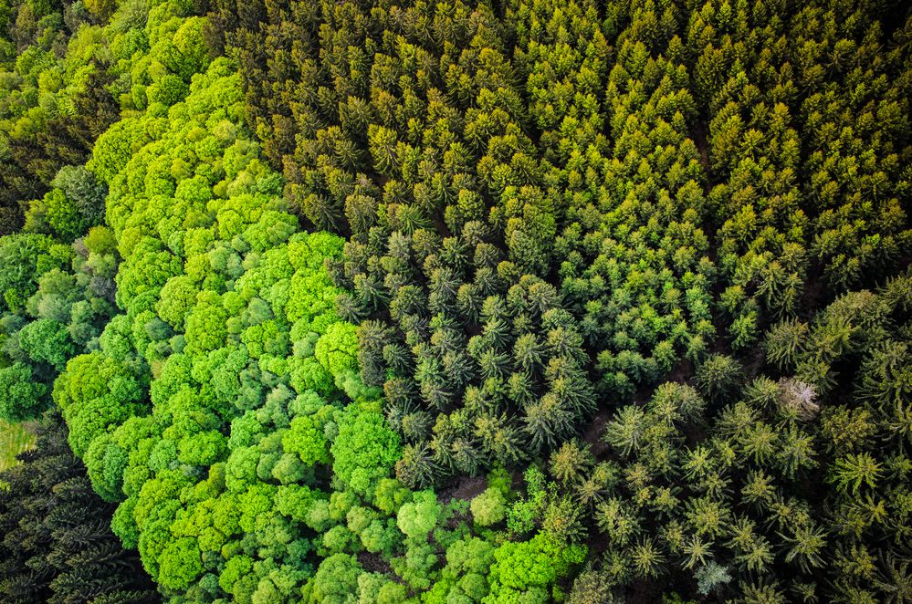 Feld, Wald und Wiese-Teil 2