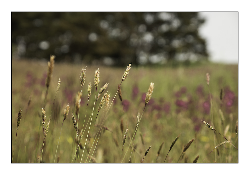 Feld-Wald-und-Wiesen-Bild