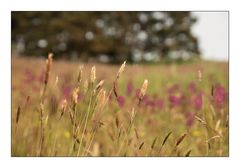 Feld-Wald-und-Wiesen-Bild