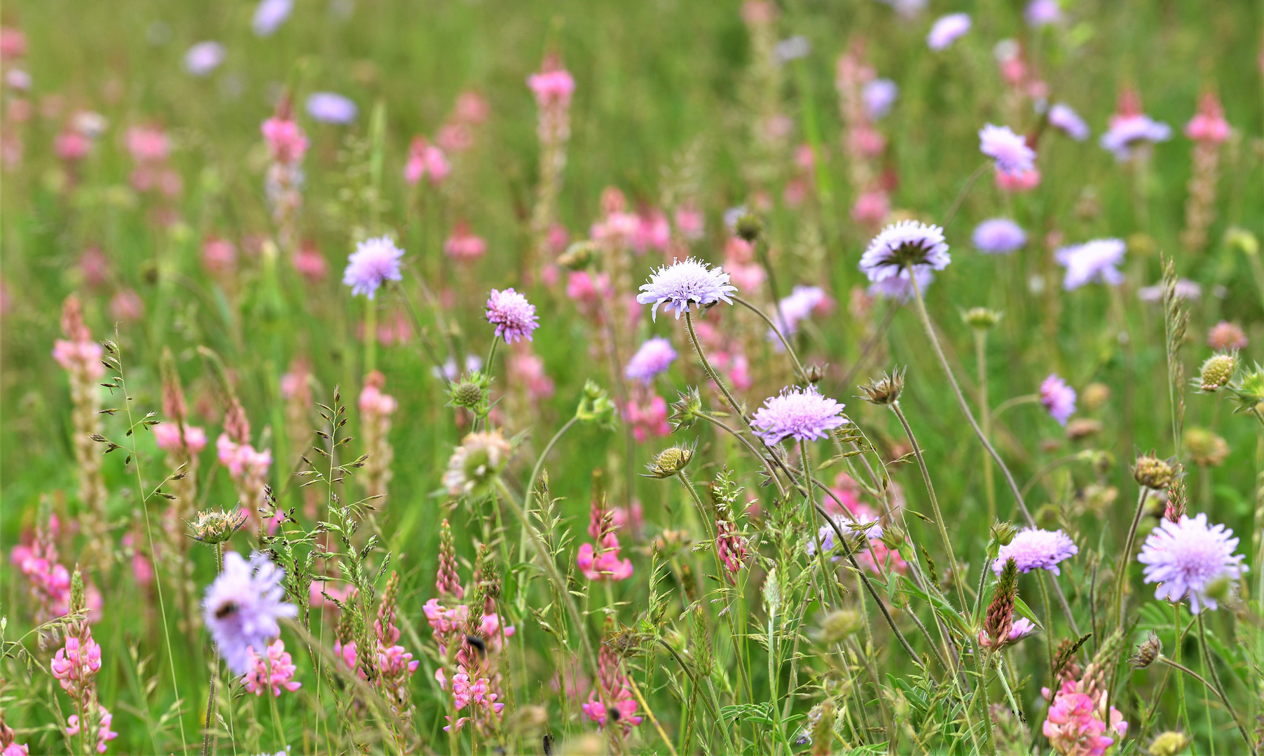 Feld Wald Wiese 