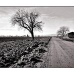 Feld: Weg; 2,5x Baum; Hütte