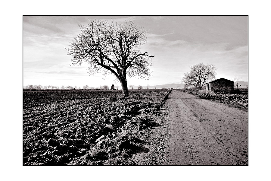 Feld: Weg; 2,5x Baum; Hütte