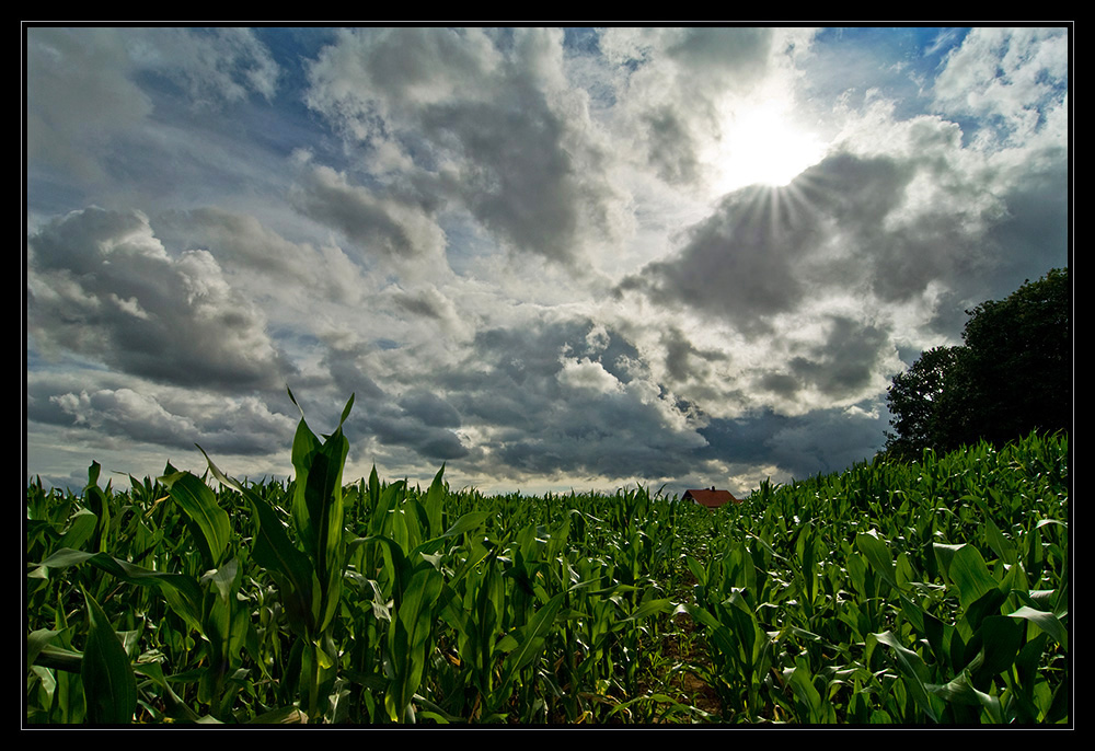 *feld-weg*