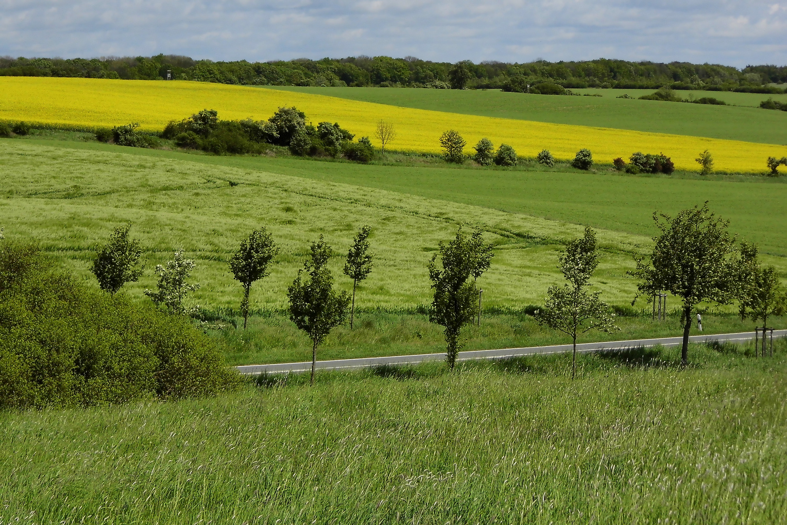 Feld Wind Gerste