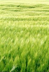 feld2