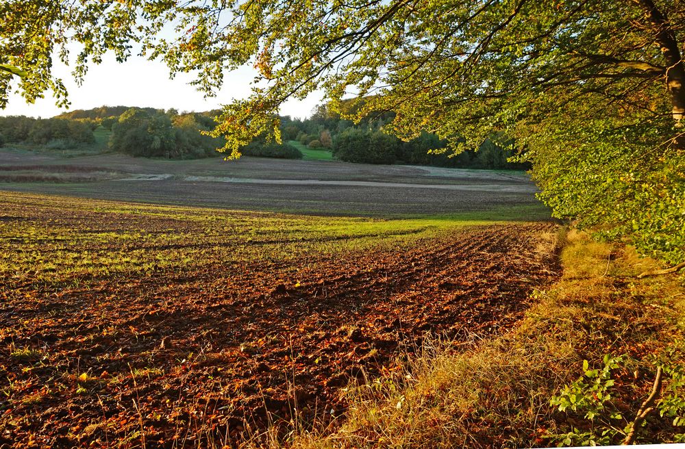 Feldabend im Herbst