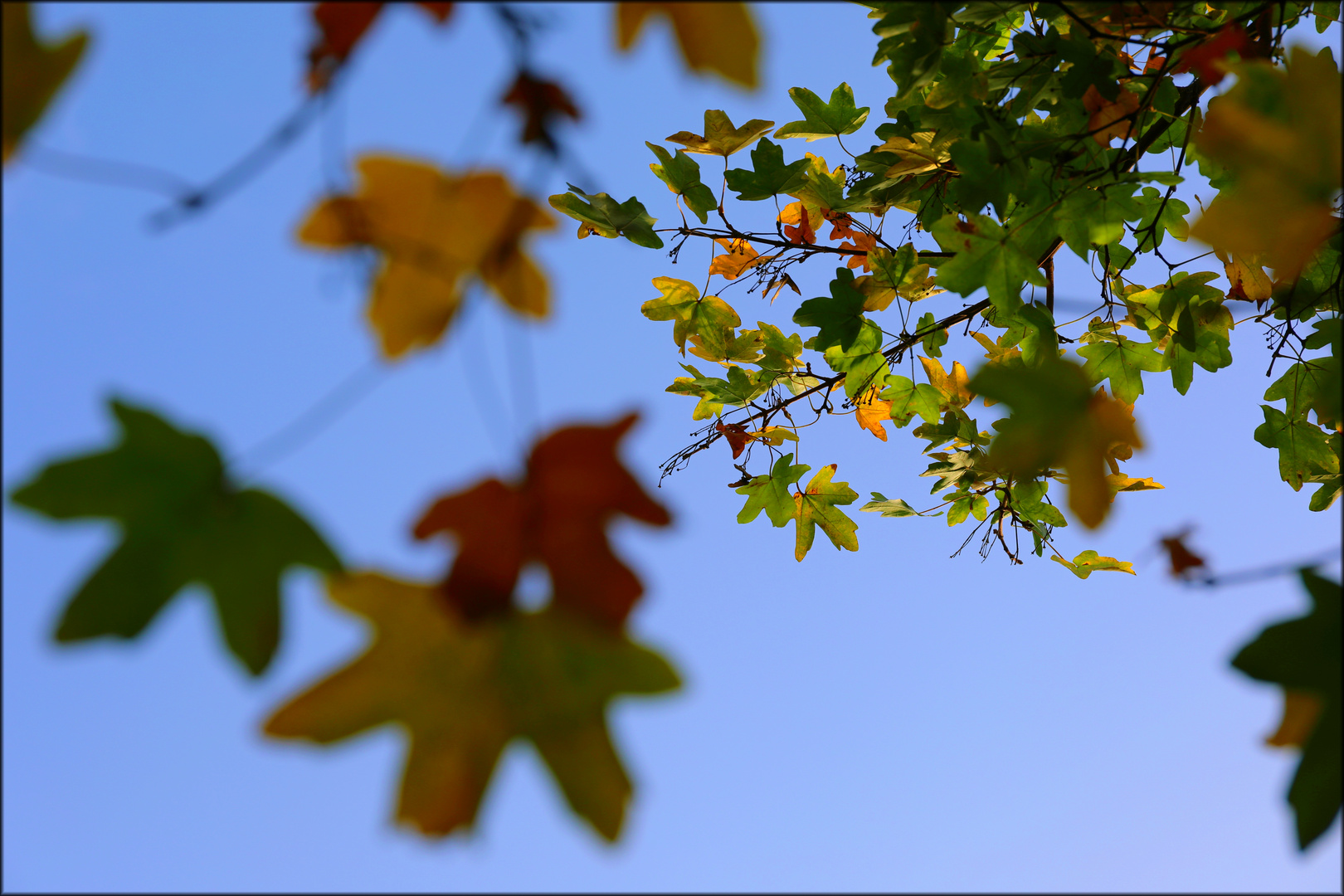 Feldahorn (Acer campestre)