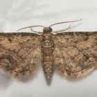 Feldahorn-Blütenspanner (Eupithecia inturbata)