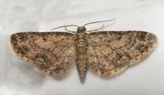 Feldahorn-Blütenspanner (Eupithecia inturbata)