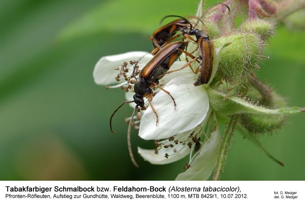 Feldahorn-Bock (Alosterna tabacicolor)