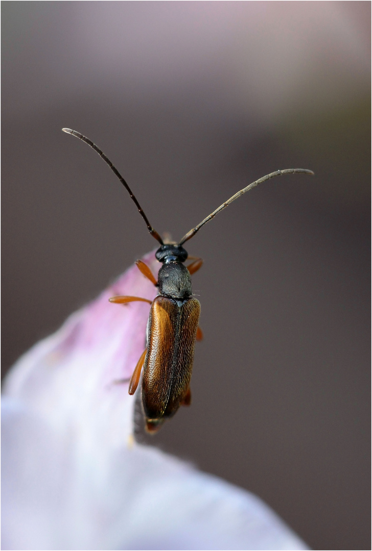 Feldahorn-Bock (Alosterna tabacicolor)