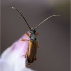 Feldahorn-Bock (Alosterna tabacicolor)