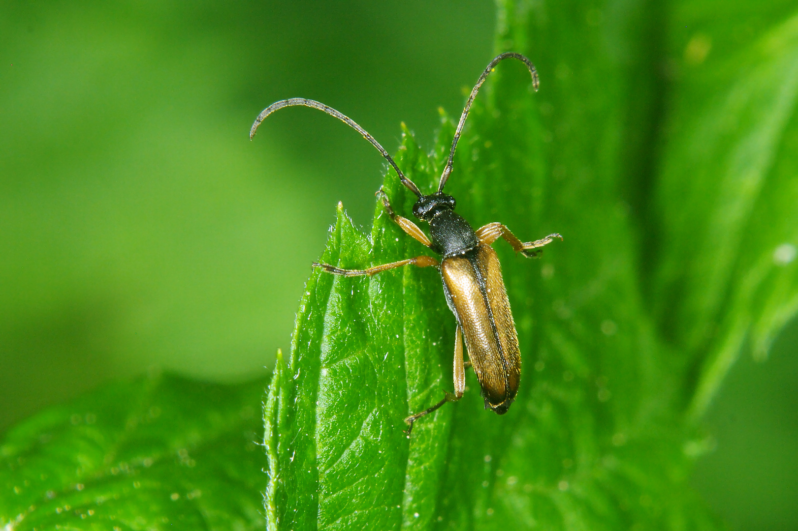 Feldahorn-Bock (Alosterna tabacicolor)