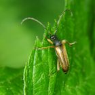 Feldahorn-Bock (Alosterna tabacicolor)