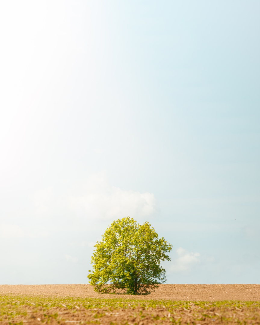 Feldahorn im Sommer