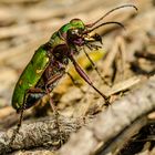 Feldandlaufkäfer (Cicindela campestris)