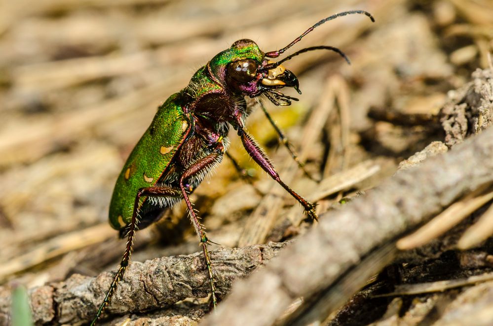 Feldandlaufkäfer (Cicindela campestris)