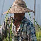 Feldarbeit am Inle Lake