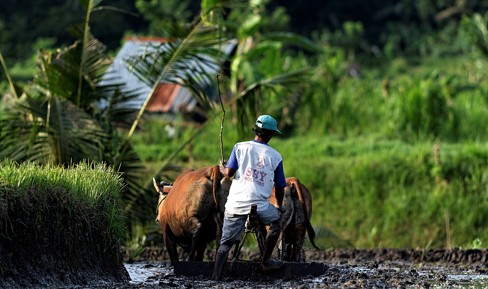 Feldarbeit auf Bali