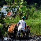 Feldarbeit auf Bali