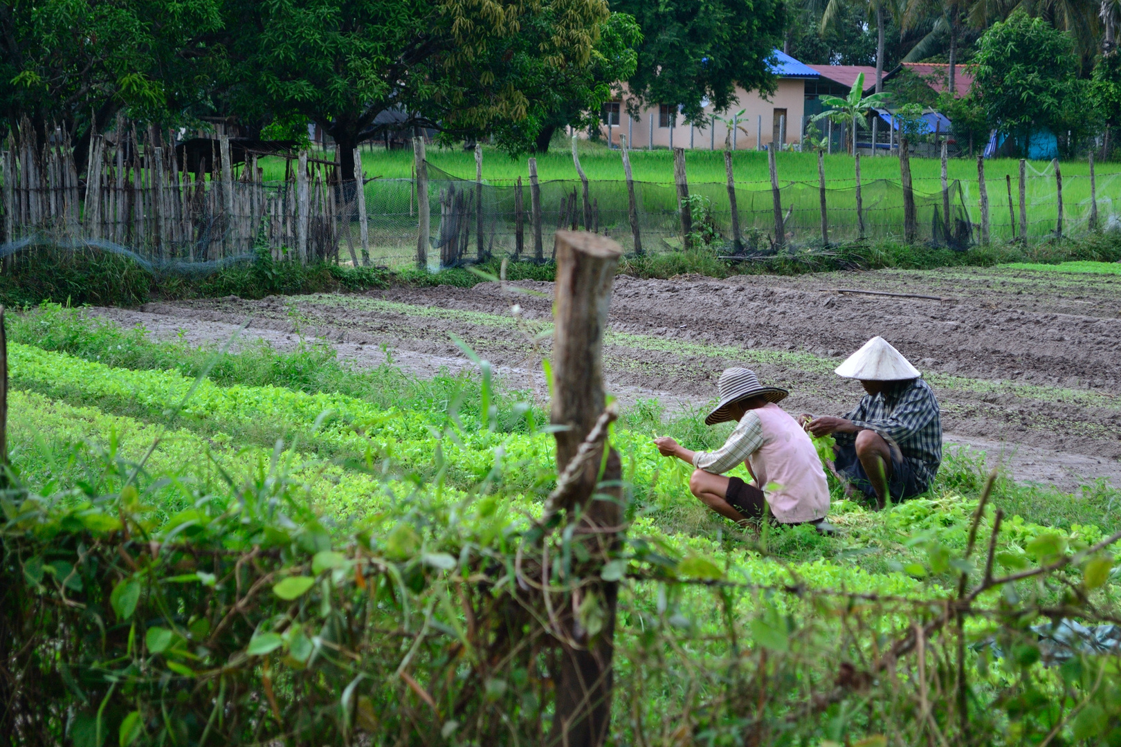 Feldarbeit, bei Kampot