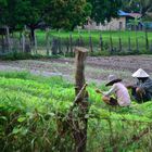 Feldarbeit, bei Kampot