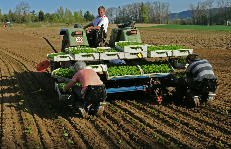 Feldarbeit beim setzen von Sellerie