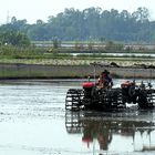 Feldarbeit im Mekong Delta