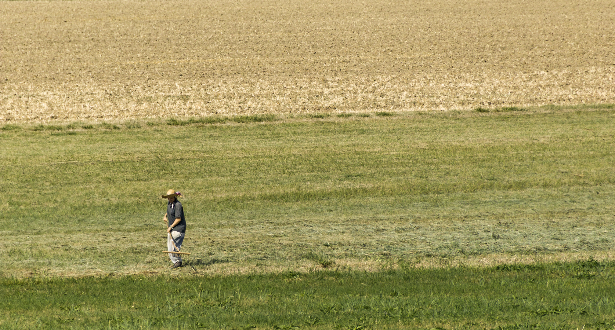 Feldarbeit im Ried