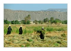 Feldarbeit im Wadi Doan