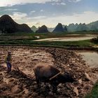 Feldarbeit in Guilin