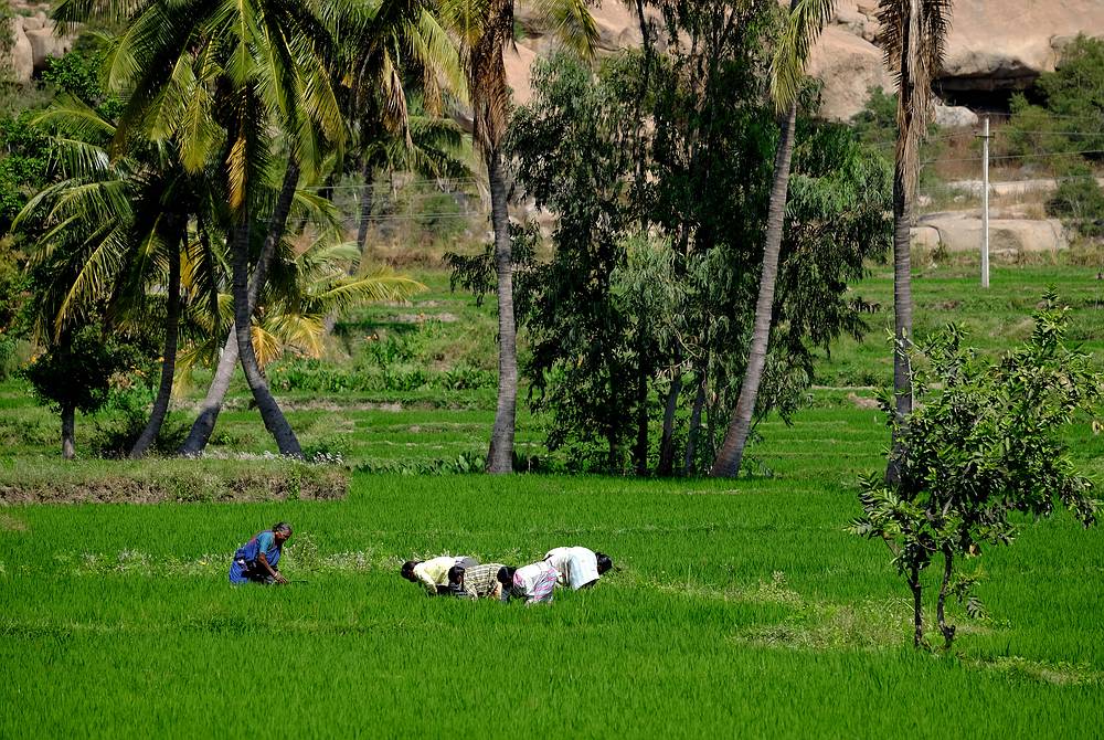 Feldarbeit in Karnataka