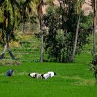 Feldarbeit in Karnataka