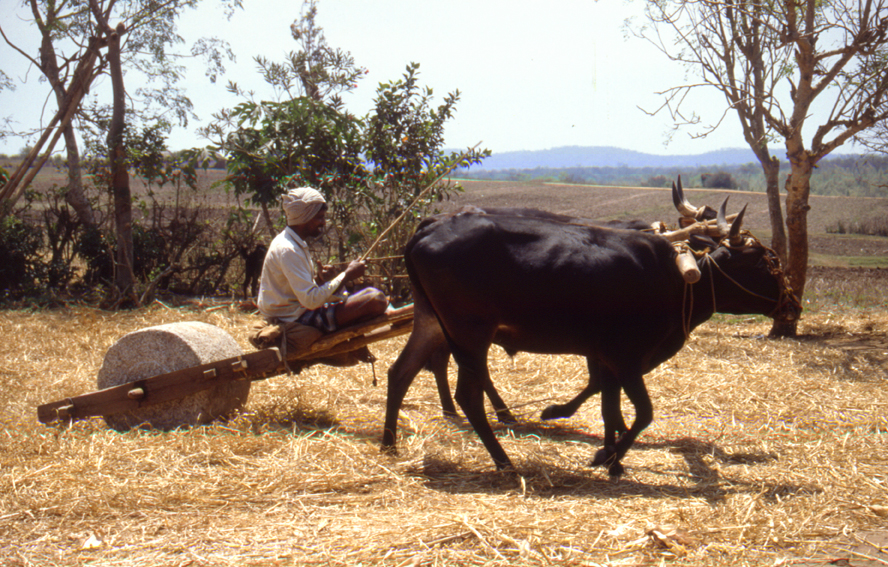 Feldarbeit in Südindien/ dreschen von Getreide