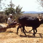 Feldarbeit in Südindien/ dreschen von Getreide