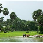 Feldarbeit - Kampot, Kambodscha