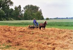 Feldarbeit von Hand bzw. per Pferd...