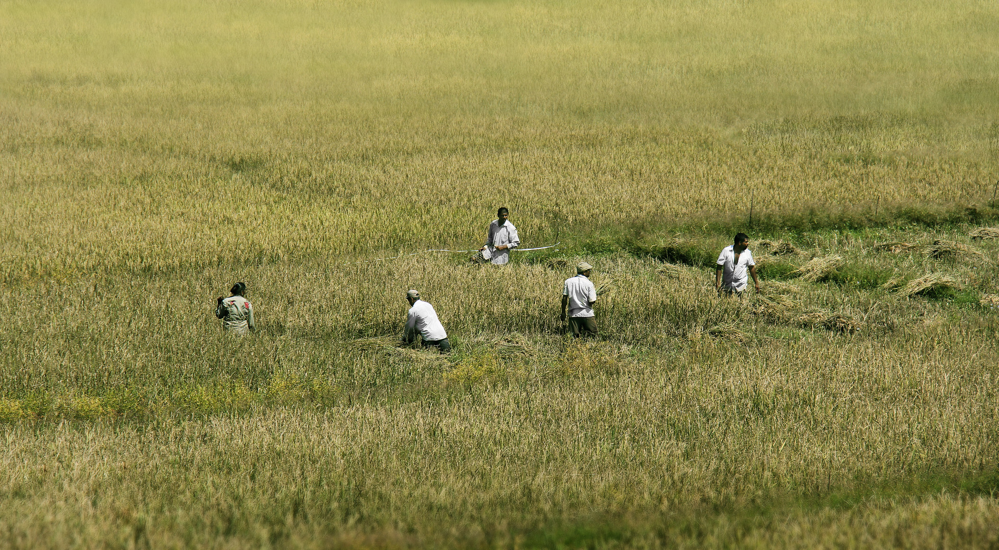 Feldarbeit_SRI_LANKA