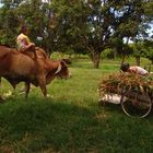 Feldarbeit,Thailand,Isaan,Udon Thani,Pang Sii Mai