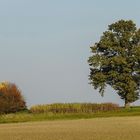 Feldbaum-Solitär (Eiche?) im Panorama-Schnitt