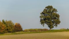 Feldbaum-Solitär (Eiche?) im Panorama-Schnitt