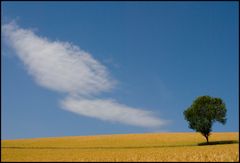 FeldBaumHimmel