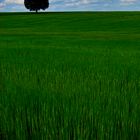 feld_baum_wolkenhimmel